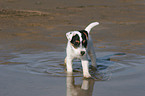 bathing Jack Russell Terrier Puppy