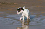 bathing Jack Russell Terrier Puppy