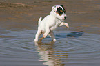 Jack Russell Terrier Puppy is running in the water