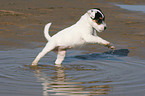 Jack Russell Terrier Puppy is running in the water