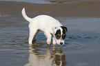 bathing Jack Russell Terrier Puppy