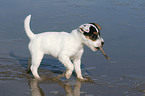 playing Jack Russell Terrier puppy