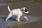 playing Jack Russell Terrier puppy