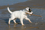 playing Jack Russell Terrier puppy