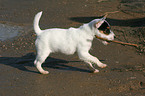 playing Jack Russell Terrier puppy