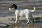 Jack Russell Terrier Puppy at lakeside