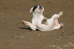rolling Jack Russell Terrier Puppy