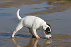 walking Jack Russell Terrier Puppy