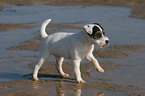 walking Jack Russell Terrier Puppy