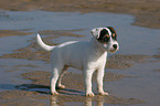 standing Jack Russell Terrier Puppy