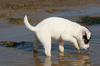 Jack Russell Terrier Puppy plays in the water
