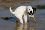 playing Jack Russell Terrier puppy