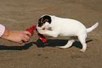 playing Jack Russell Terrier puppy