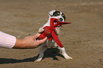 playing Jack Russell Terrier puppy