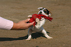 playing Jack Russell Terrier puppy