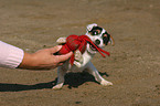 playing Jack Russell Terrier puppy