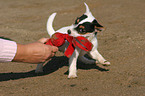 playing Jack Russell Terrier puppy