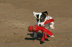playing Jack Russell Terrier Puppy