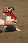 playing Jack Russell Terrier puppy