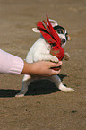 playing Jack Russell Terrier puppy