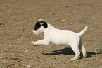 running Jack Russell Terrier Puppy