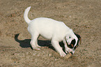 Jack Russell Terrier Puppy