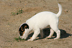 snuffling Jack Russell Terrier Puppy