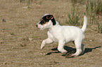 running Jack Russell Terrier Puppy