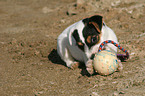 playing Jack Russell Terrier Puppy