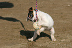 playing Jack Russell Terrier Puppy