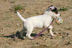 playing Jack Russell Terrier Puppy