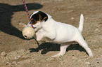 playing Jack Russell Terrier Puppy