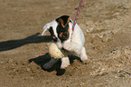 playing Jack Russell Terrier Puppy