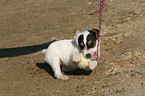 playing Jack Russell Terrier Puppy