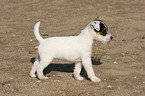 standing Jack Russell Terrier Puppy