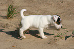 walking Jack Russell Terrier Puppy