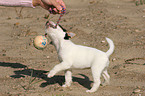 playing Jack Russell Terrier puppy