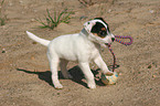 playing Jack Russell Terrier Puppy