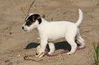 Jack Russell Terrier Puppy with ball