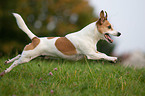 running Jack Russell Terrier