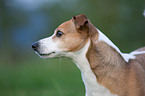 Jack Russell Terrier Portrait