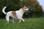 Jack Russell Terrier