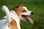 Jack Russell Terrier Portrait