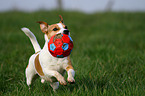 running Jack Russell Terrier