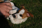 Jack Russell Terrier Puppy