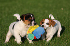 playing Jack Russell Terrier Puppies