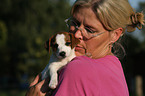 Jack Russell Terrier Puppy