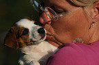 Jack Russell Terrier Puppy