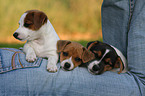 Jack Russell Terrier Puppies