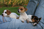 Jack Russell Terrier Puppies